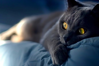 Ось що потрібно знати, якщо кішка спить разом з вами у ліжку