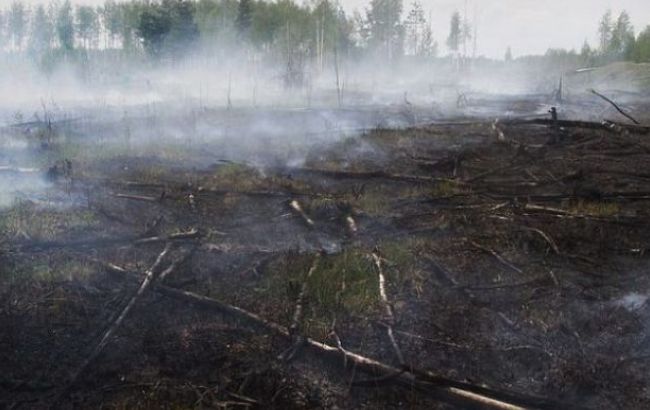 Підпал: На Київщині горять торфовища (відео)