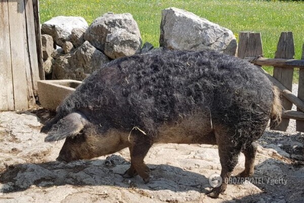 Залишилися кістки і череп: у Польщі гігантські свині з’їли свого господаря