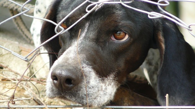 В Україні посилять покарання за жорстоке поводження з тваринами: подробиці