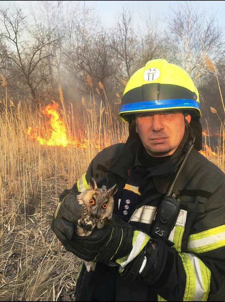 Згоріли сотні тварин, гинуть люди: еколог розповів про страхітливу ситуацію в Україні