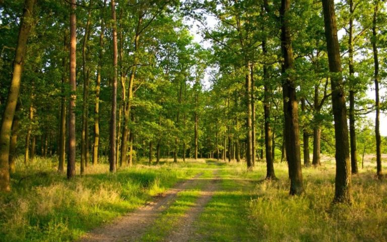 Група українців потайки верталася до Польщі лісом за 350 євро з кожного