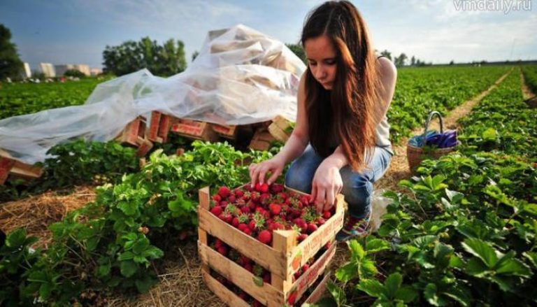 У Польщі без українців зіпсується весь урожай полуниці: заробітчани не можуть виїхати через карантин