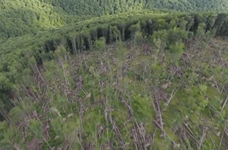Топчиновники держлісництв на Закарпатті влаштували масштабну вирубку лісу. Відео