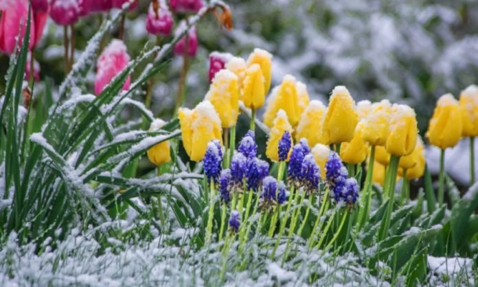 “Заморозки у травні − явище аномальне”: в Україну суне похолодання та дощі