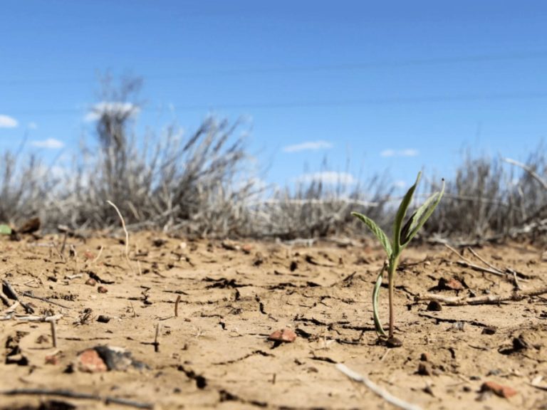 Україну чекає посуха, а частину Європи – повені: опублікований масштабний прогноз погоди на літо