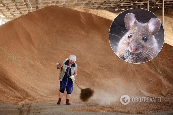 Потрібен мільярд мишей: українці перевірили слова чиновника про зникнення 2700 вагонів зерна