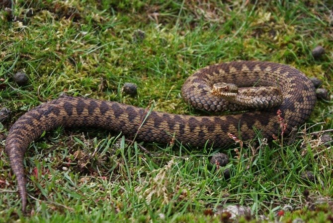5 міфів про зміїв, або чому при укусі не можна припікати рану і відсмоктувати отруту