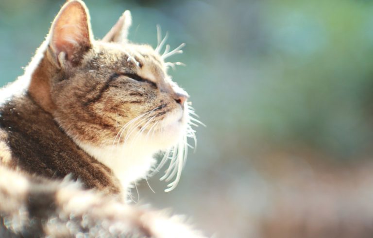 Україну на вихідних накриє тепло до +32: з’явився свіжий прогноз