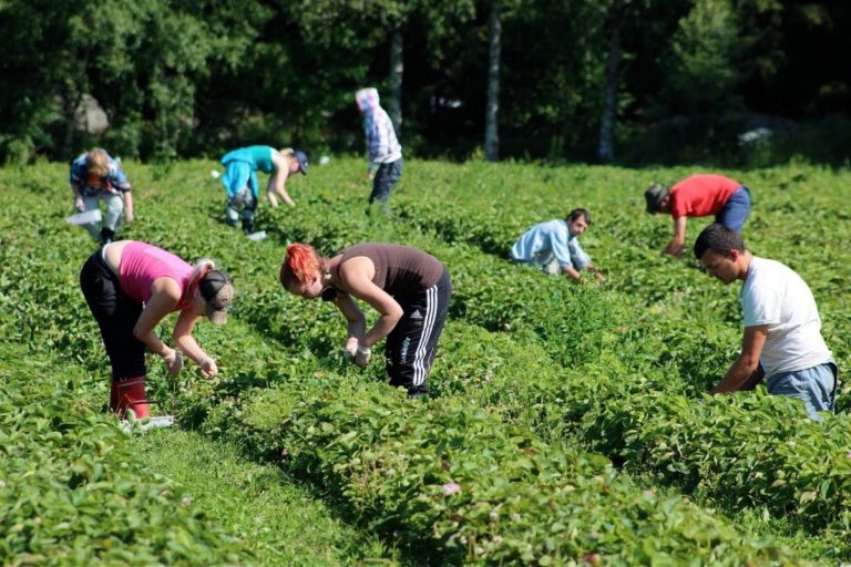 У Польщі спалах коронавірусу на підприємстві: усі заражені – українці