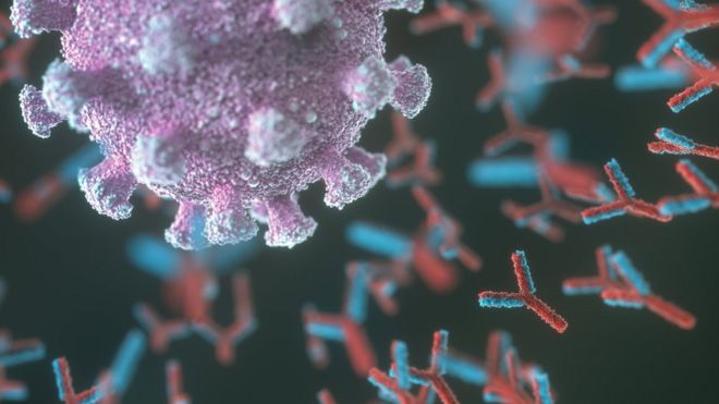 Чи зникають антитіла до Covid-19 і що таке тренований імунітет? Нові дані про коронавірус