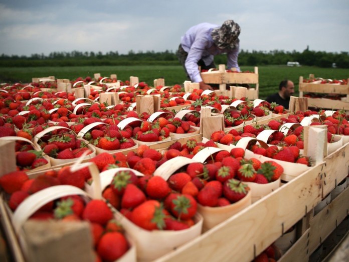 Забиратимуть прямо з кордону: польські фермери просять про візи для працівників з України - Район Бізнес