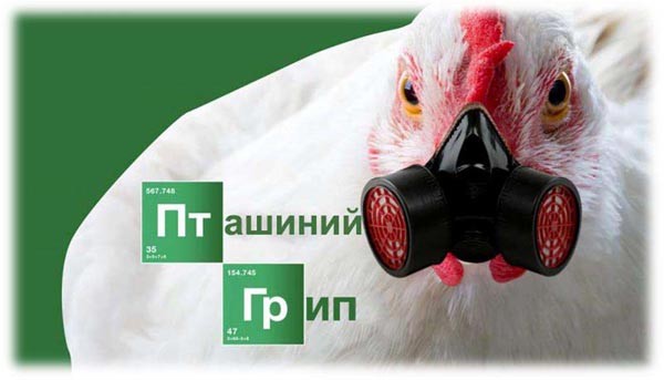 Слідом за Covid-19 “атакує” пташиний грип: знищено 38 мільйонів