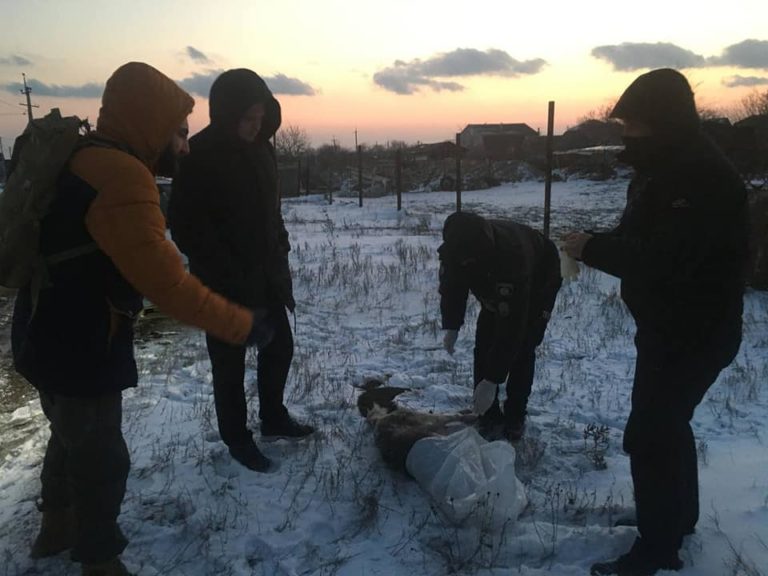 Спочатку застрелила, а потім “похизувалася” у чаті села: на Одещині жінка жорстоко розправилася з хаскі (фото 18+)