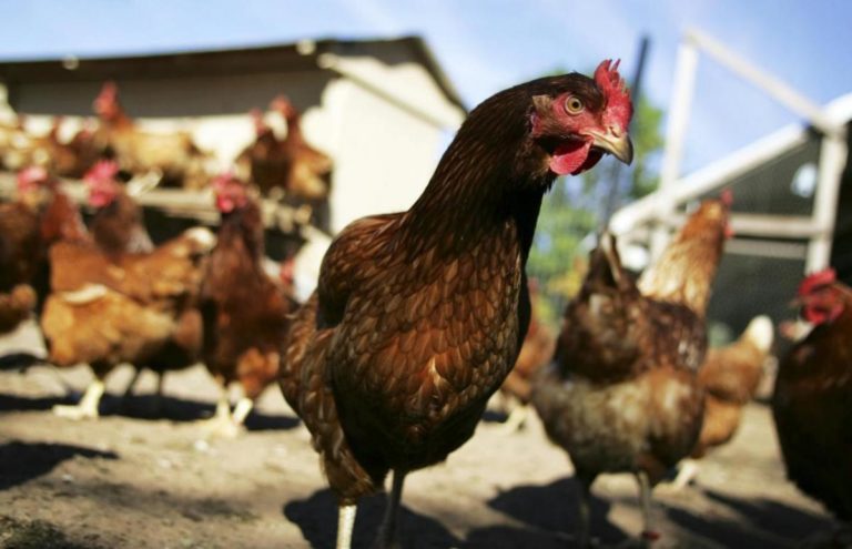 В Україні  можуть заборонити продаж курятини