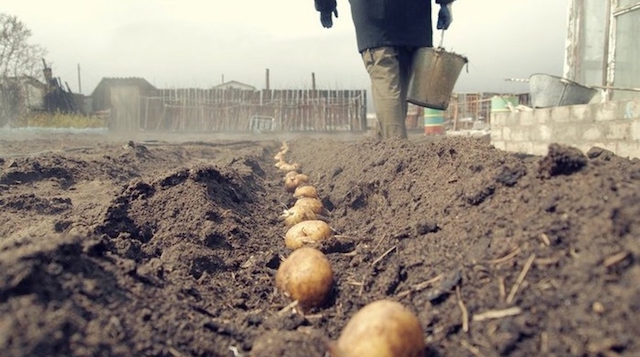 В Україні обкладуть податками селян, які самі обробляють землю і вирощують продукцію
