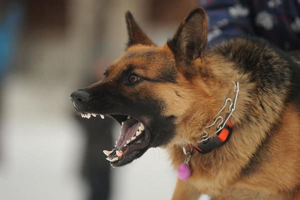 В Івано-Франківську собака напав на дитину та патрульного