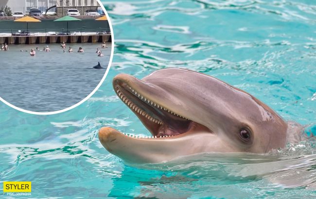В Одесі на пляжі дельфіни плавали за метр від людей