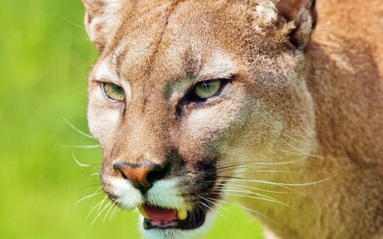 У США гірський лев напав на хлопчика: мати самотужки відбивалася