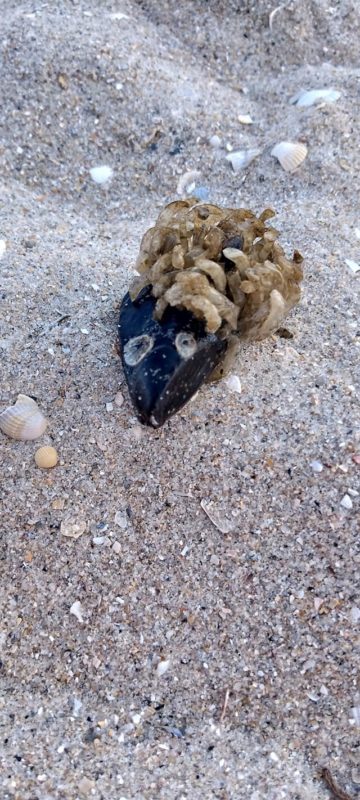 На березі Азовського моря знайшли химерних створінь: що воно таке?! (фото)