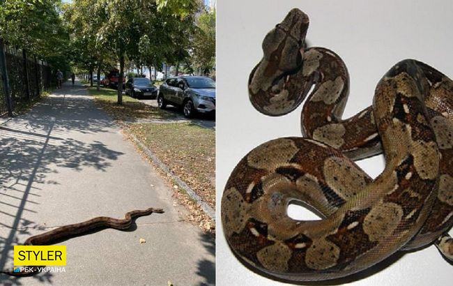У Києві по вулиці повз двометровий удав: втік від господині 5 днів тому (фото)
