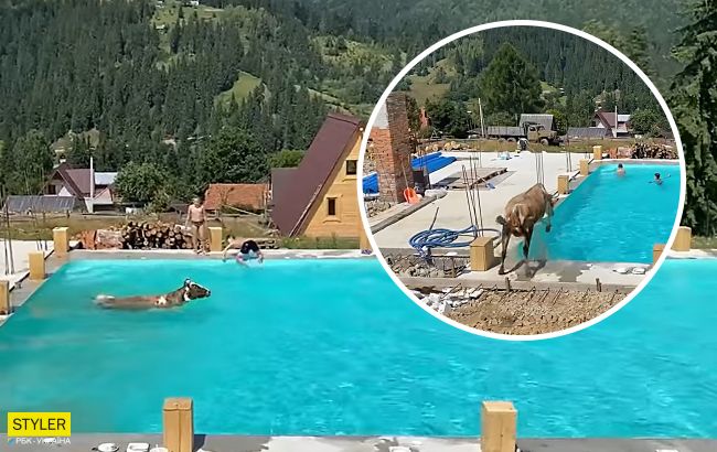 Корова стрибнула “бомбочкою” і скупалася в басейні: відео з карпатського курорту підриває мережу