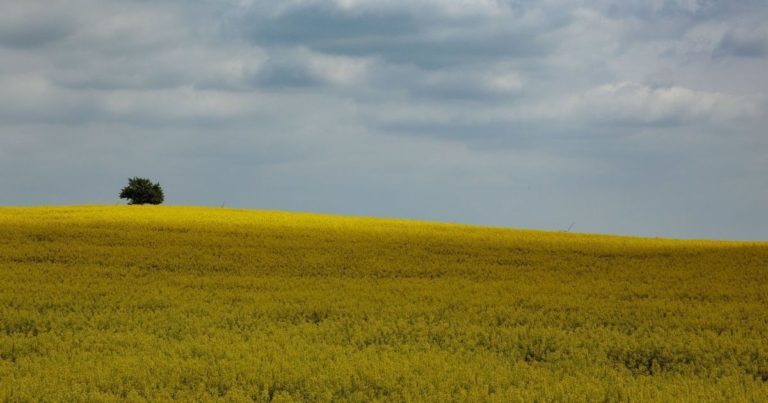 Українці можуть втратити свої земельні ділянки: пояснення Мін’юсту
