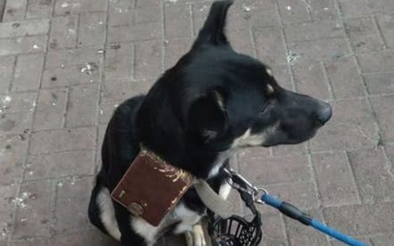 Перед входом в торговий центр знайшли собаку із гаманцем та запискою: фото