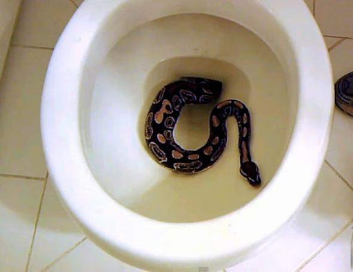 Змія заповзла в туалет і вбила 6-річну дівчинку