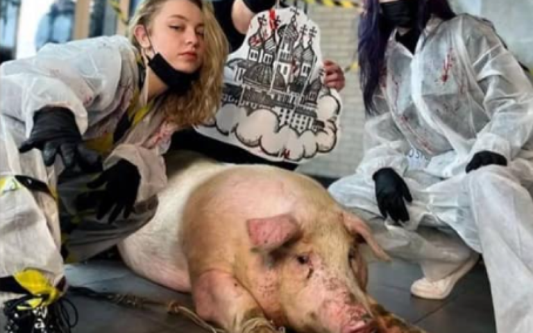 В Києві до тату-салону горе-майстри привели свиню, щоб набити їй велетенські куполи: фото