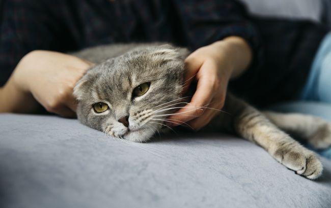 Чому коти лягають на хворе місце у людини: що це означає