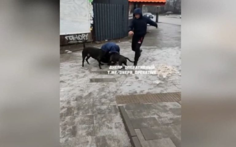 Закрила власним тілом: два бійцівські пси напали на перехожу і шматували її та її собаку (відео)
