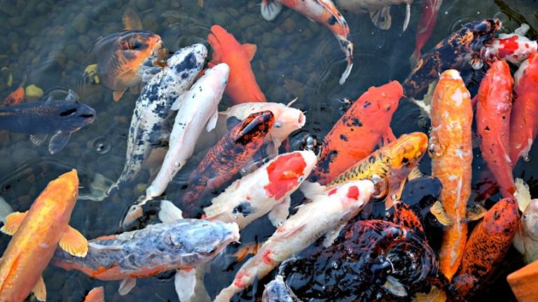 На Луганщині російські окупанти виловили та посмажили декоративних японських рибок