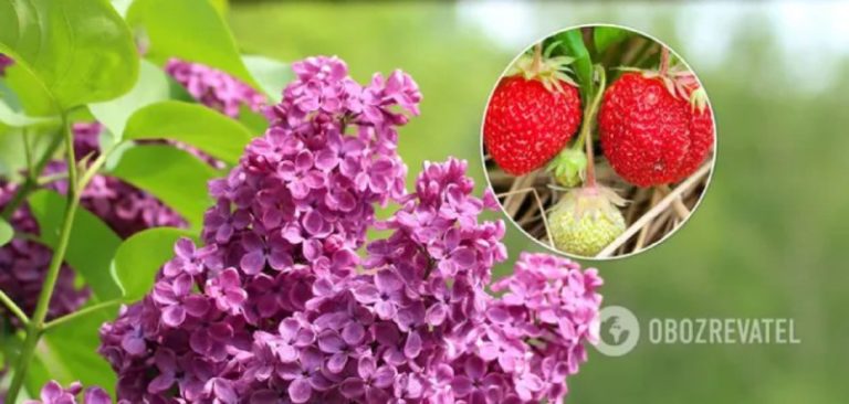 Посівний місячний календар на травень 2022: які дні є сприятливими для роботи в саду та городі