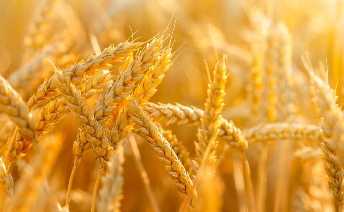 “Голод стукає у двері”: запасів пшениці у світі вистачить на 10 тижнів