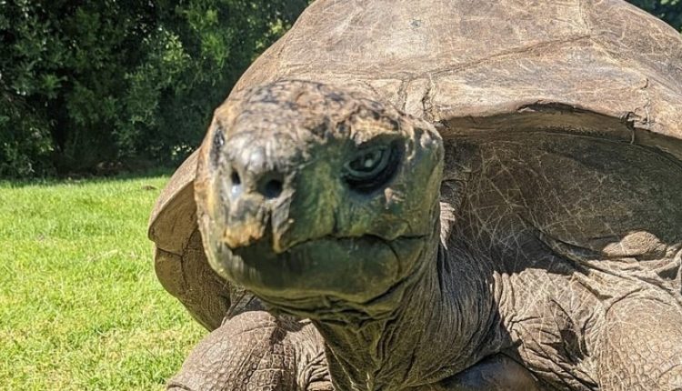 У Туреччині величезна черепаха покусала російську туристку
