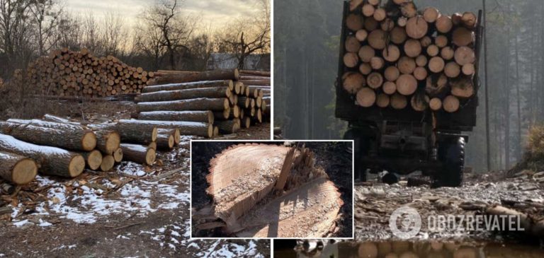 В Україні ліс розкрадають під час повномасштабної війни: що організували чиновники