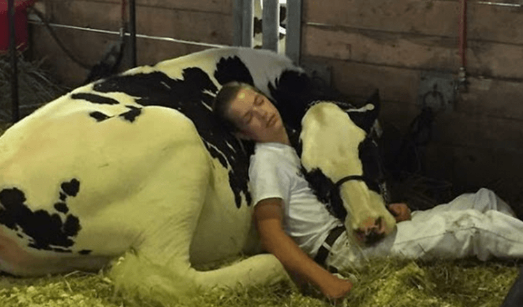 Втомлений хлопець і його корова програли на ярмарку молока, заснули і виграли Інтернет