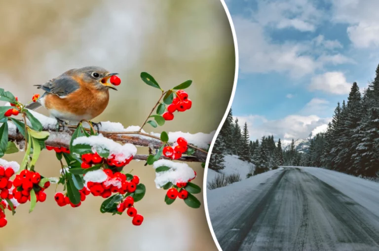 Мчить новий сніговий циклон: Синоптики назвали найбільш морозний день в Україні