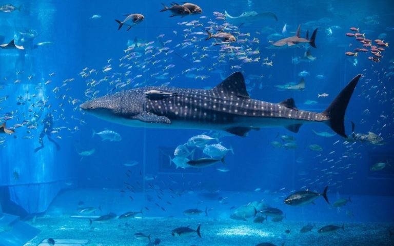 Величезна риба-тунець “вбила себе” в акваріумі на очах у сотень відвідувачів (відео)