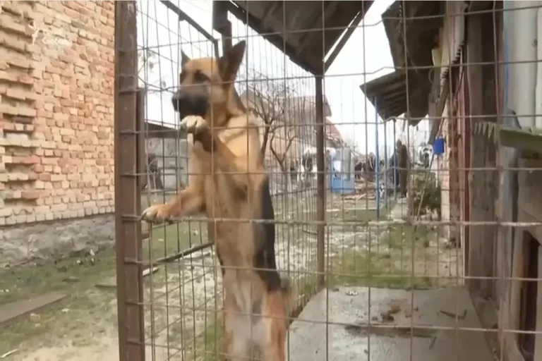 “Якби не він, мене б уже не було”: пес врятував свого господаря перед ракетним ударом РФ