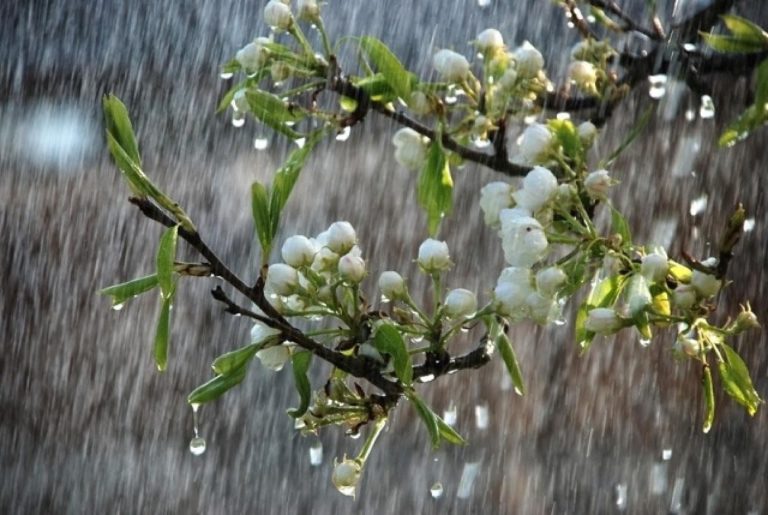 Україну накриють дощі із грозами: Синоптик дав прогноз на 10-16 квітня