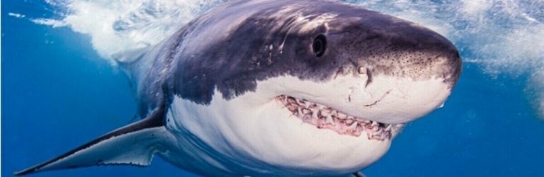 “Підплила до берега, мов навмисне”: у Єгипті акула зжерла російського туриста (ВІДЕО 18+)