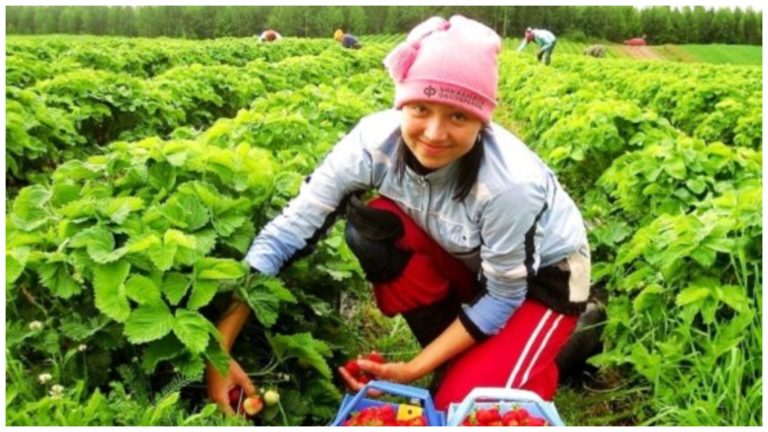 “Робота схожа на пекло“: Українські біженки зізналися, скільки заробляють на полуниці у Польщі
