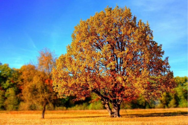Якою буде осінь 2023: Cиноптик дав прогноз погоди на вересень, жовтень, листопад