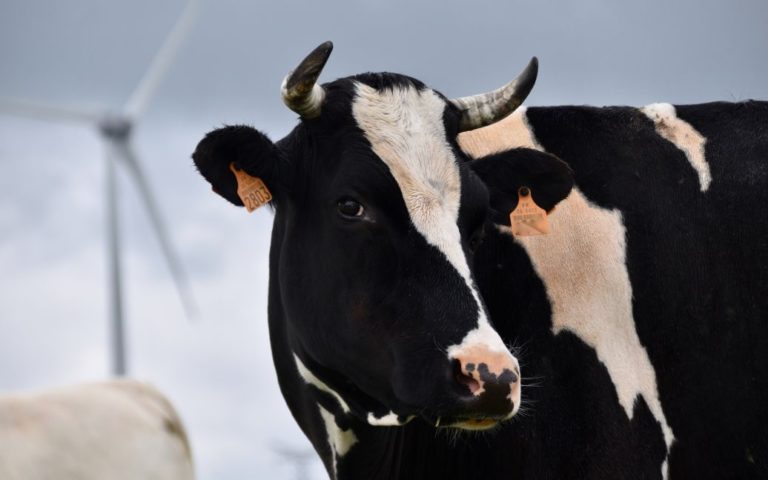 Зґвaлтувaння корови: Поліція закрила справу, бо не бачить “нічого кримінального”