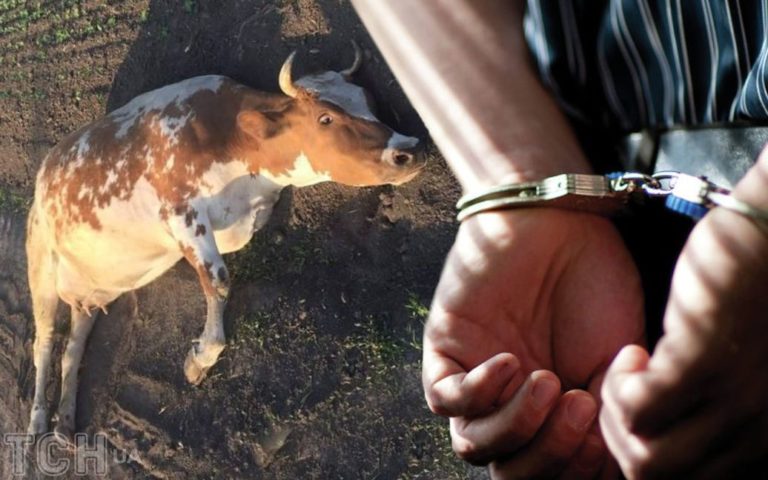“Так задовільняє свої сексуальні потреби”: власниці згвалтованої корови  вимагають ув’язнити сусіда