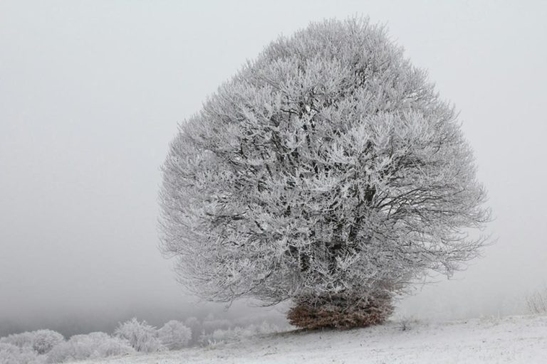 Україну накриє сніг і вріже -8 градусів: синоптик попередив про небезпечну погоду