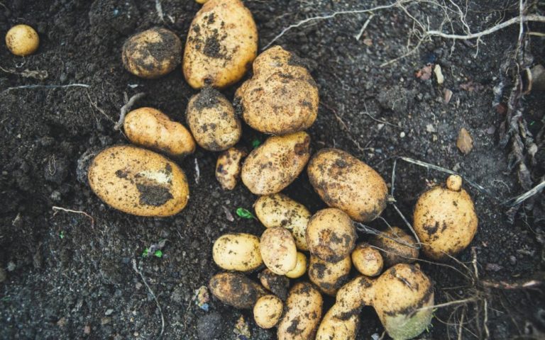 Коли садити картоплю за місячним календарем 2024 року: сприятливі дати