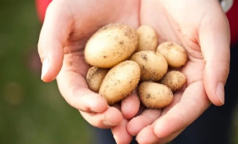 Коли не можна садити картоплю! Невдалі дати за місячним календарем